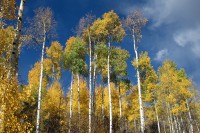 Aspen trees in Vail, Colorado.