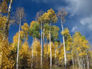 Aspen trees in Vail, Colorado.